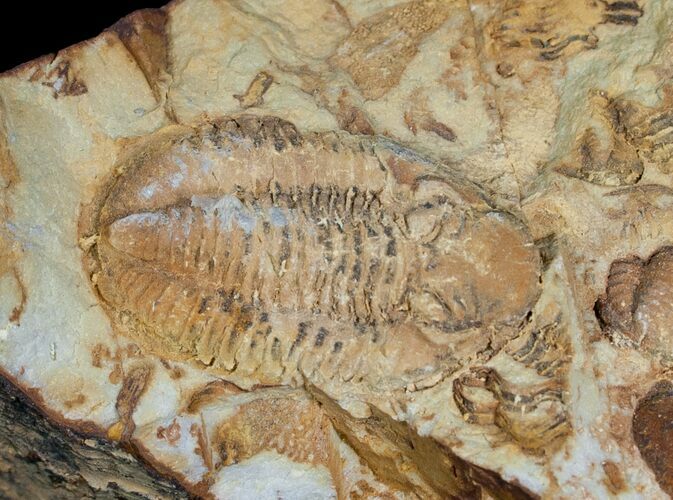 Carboniferous trilobites from Kazahstan, Griffithides #6035